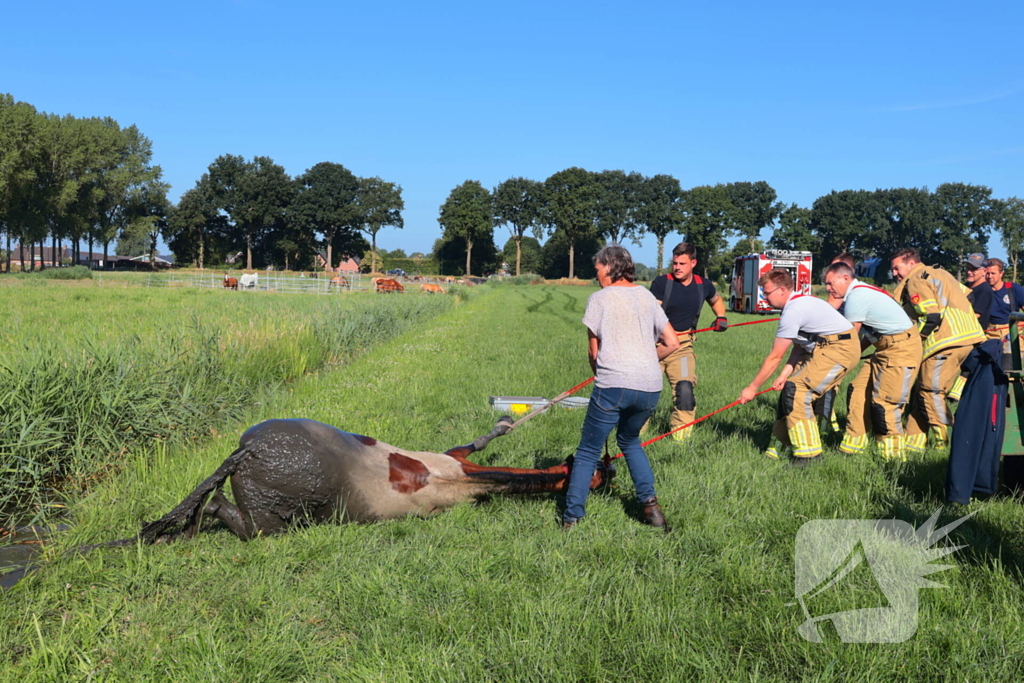 Paard succesvol gered uit sloot