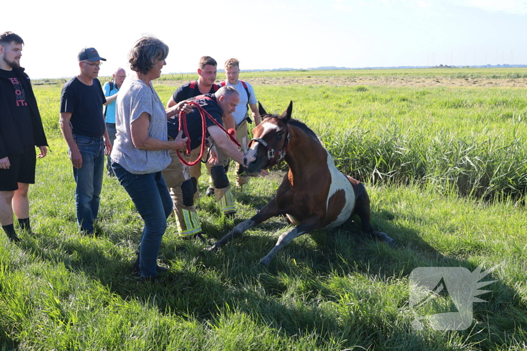 Paard succesvol gered uit sloot
