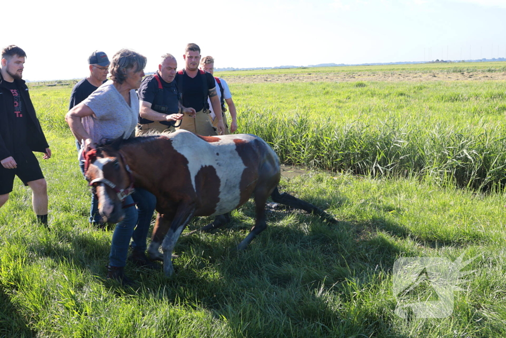 Paard succesvol gered uit sloot