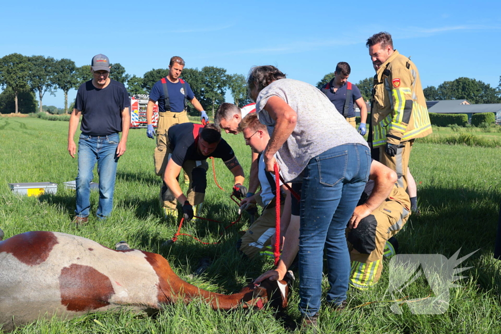 Paard succesvol gered uit sloot