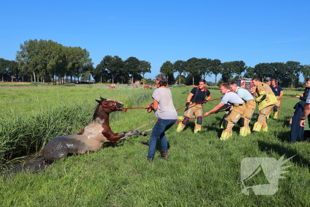 Paard succesvol gered uit sloot