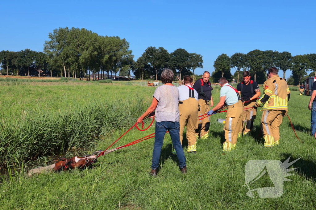 Paard succesvol gered uit sloot