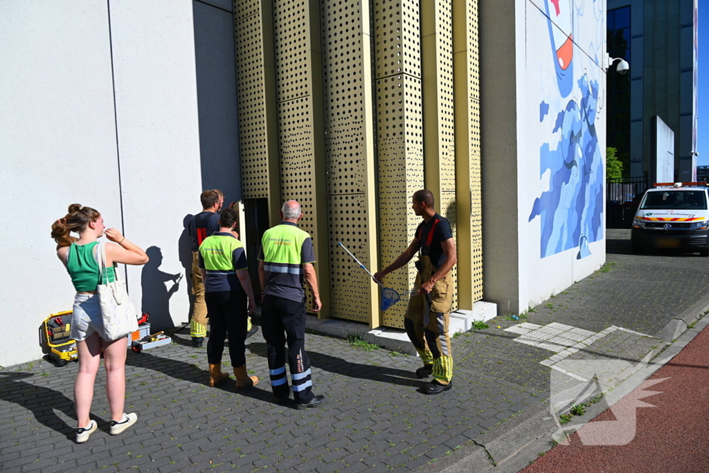 Brandweer redt kraai uit benarde positie