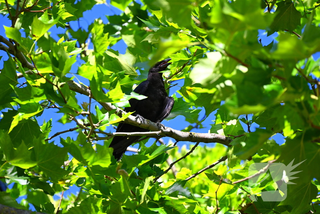 Brandweer redt kraai uit benarde positie