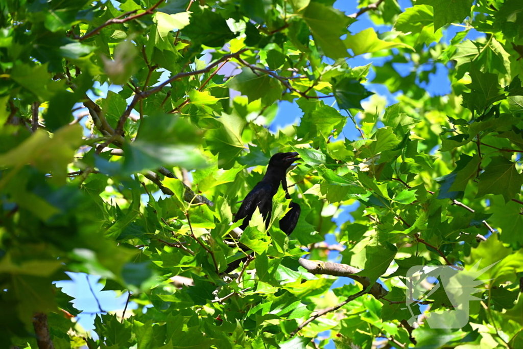 Brandweer redt kraai uit benarde positie