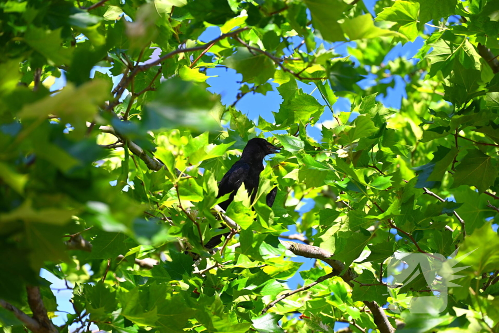 Brandweer redt kraai uit benarde positie