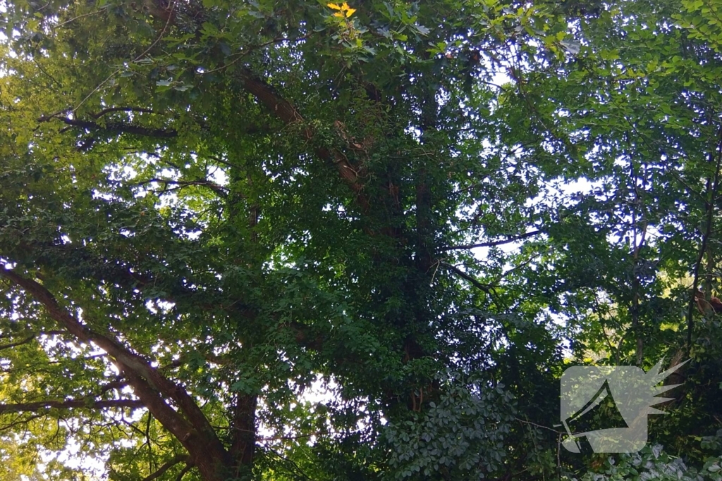 Stormschade zorgt voor gevaar op de weg