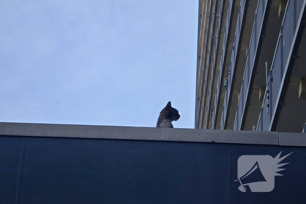 Spannend avontuur voor kat