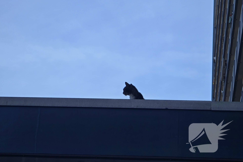 Spannend avontuur voor kat