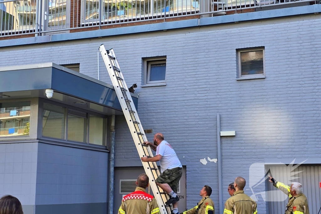 Spannend avontuur voor kat