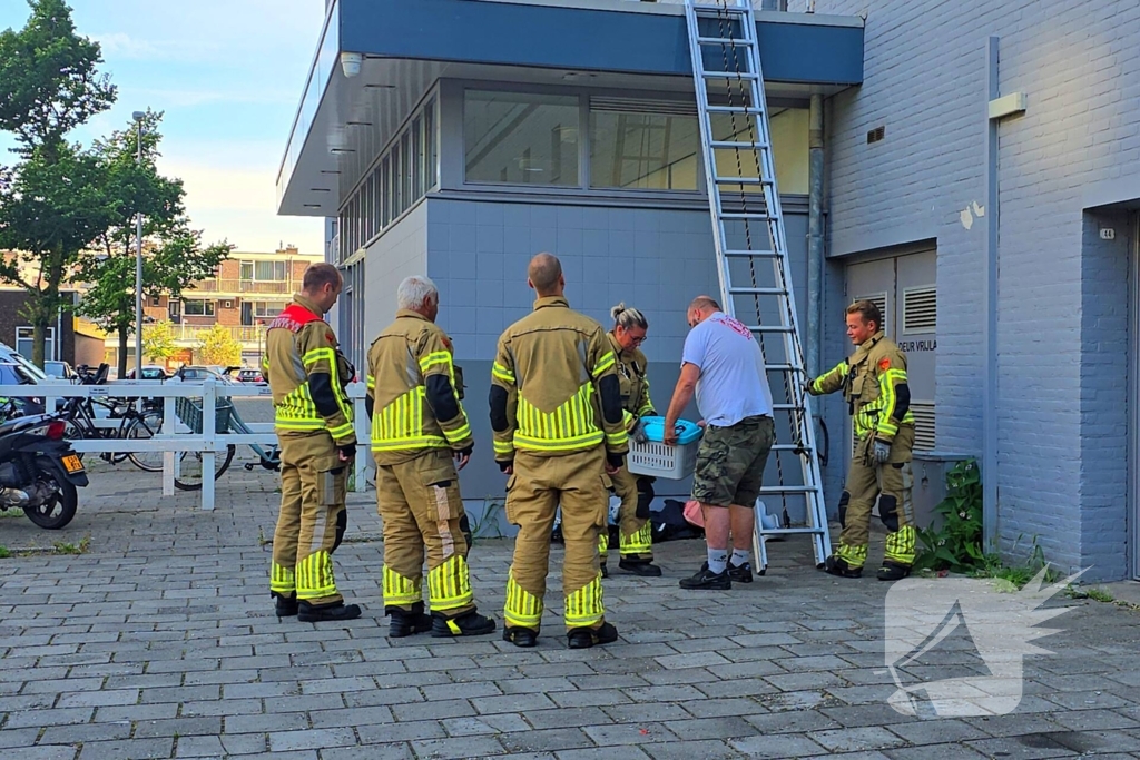 Spannend avontuur voor kat