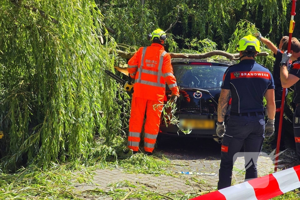 Drie auto's beschadigd door omvallende boom
