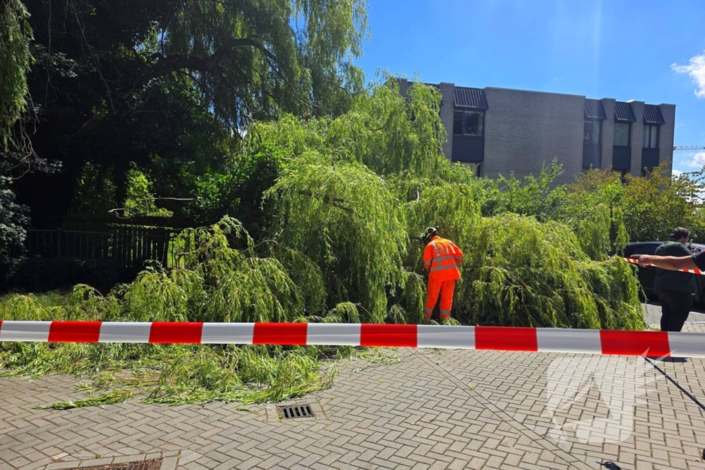 Drie auto's beschadigd door omvallende boom