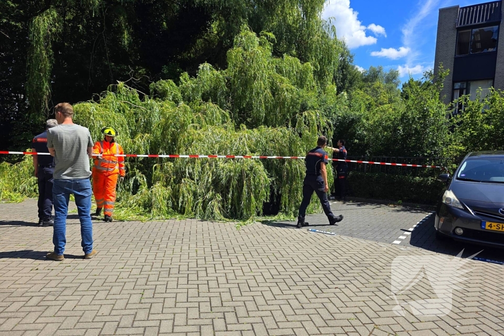 Drie auto's beschadigd door omvallende boom