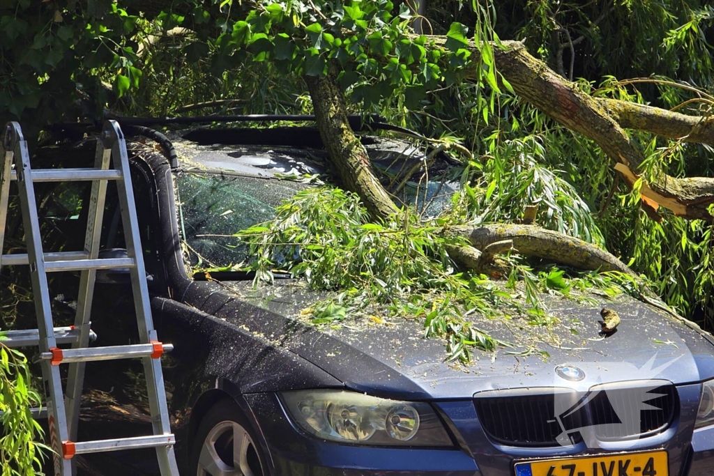 Drie auto's beschadigd door omvallende boom