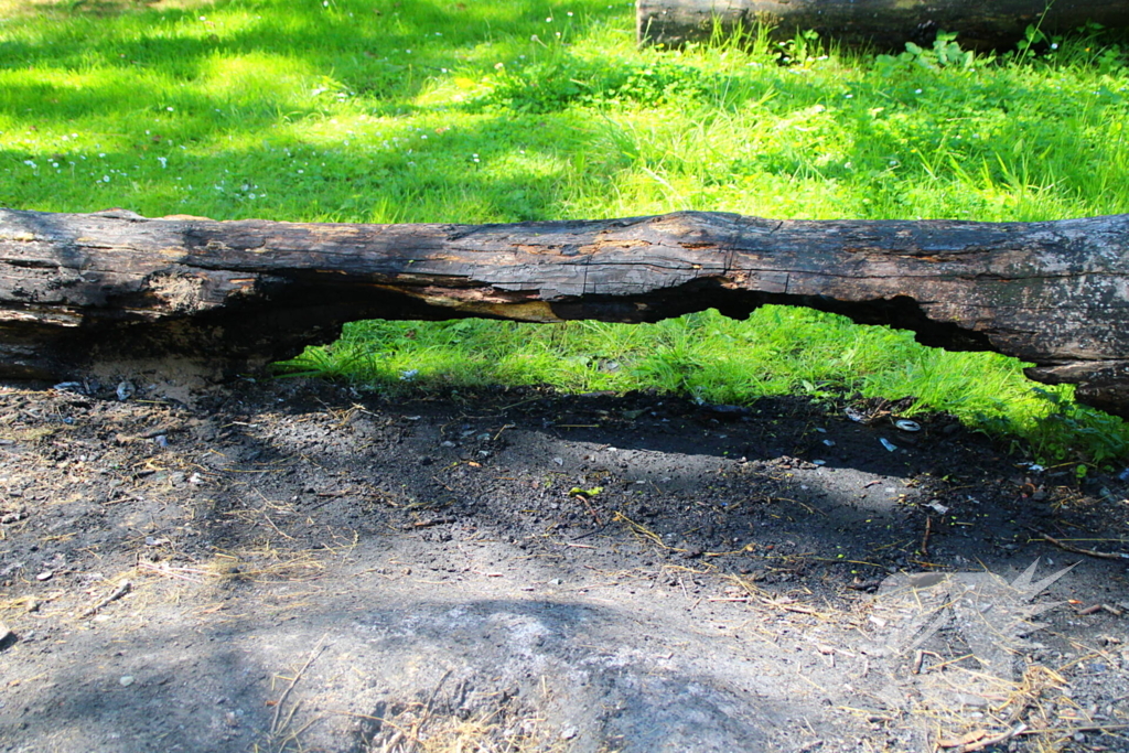 Brandweer blust boomstam na oversteek