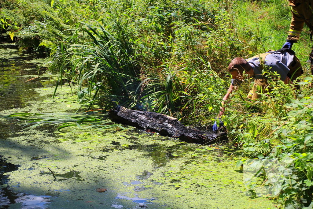 Brandweer blust boomstam na oversteek