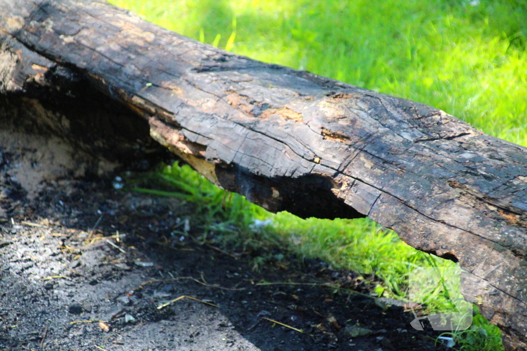 Brandweer blust boomstam na oversteek