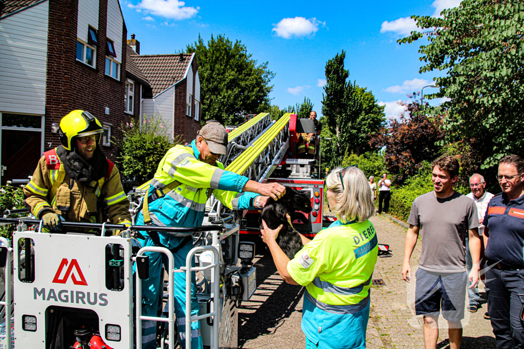 Dierenambulance in actie voor vastzittende kat
