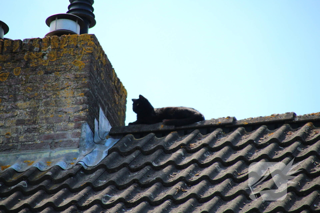Dierenambulance in actie voor vastzittende kat