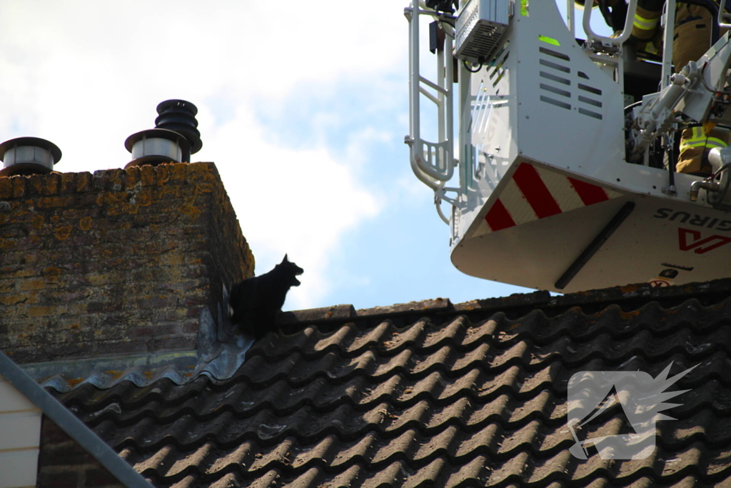 Dierenambulance in actie voor vastzittende kat