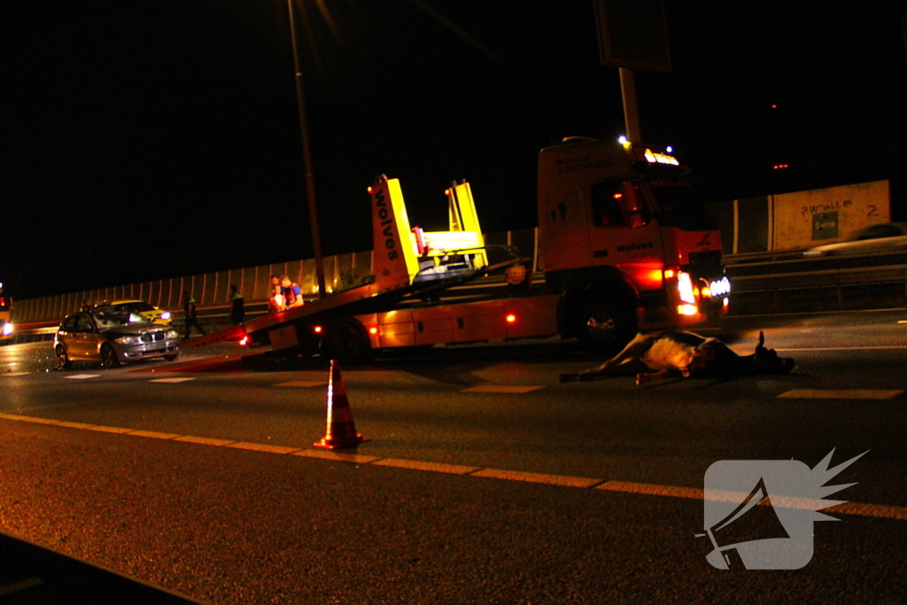 Loslopende koe zorgt voor ongeval op snelweg