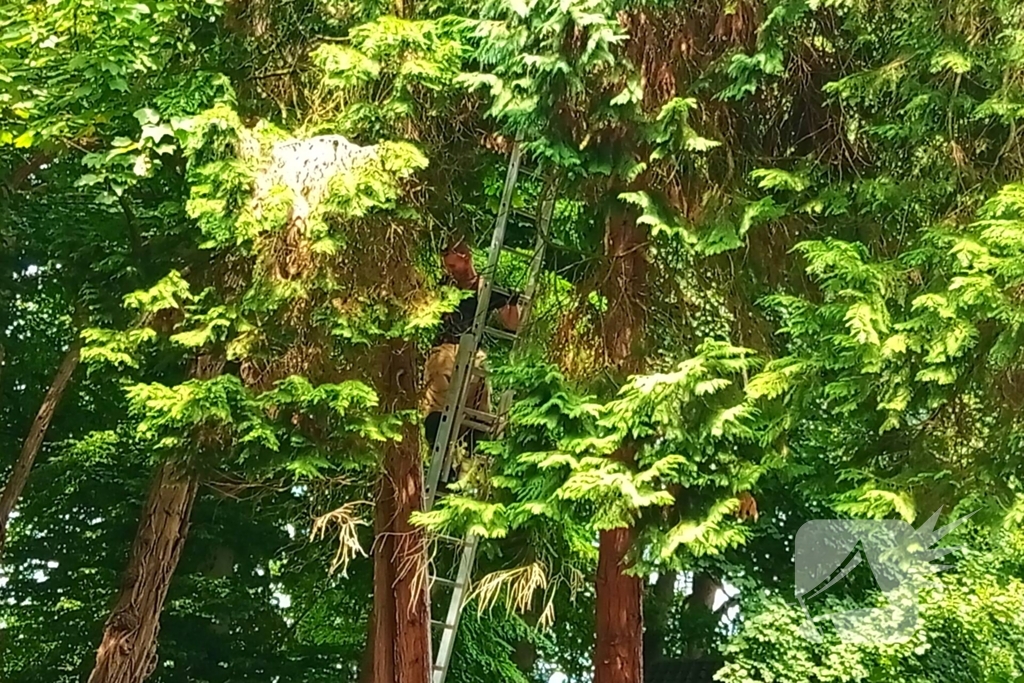 Brandweer meermaals ingezet voor kat in boom