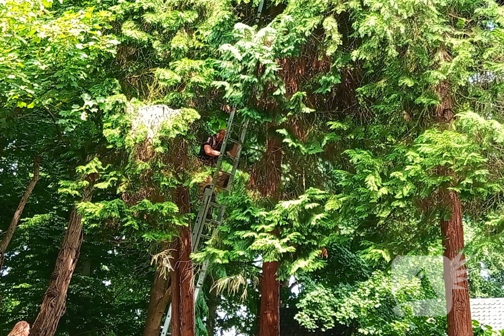 Brandweer meermaals ingezet voor kat in boom