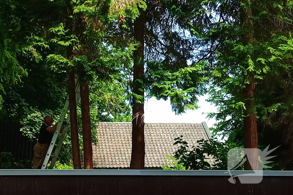 Brandweer meermaals ingezet voor kat in boom
