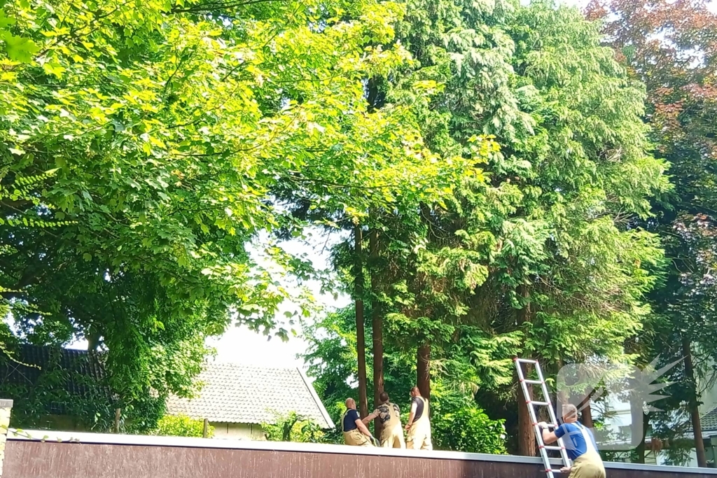 Brandweer meermaals ingezet voor kat in boom