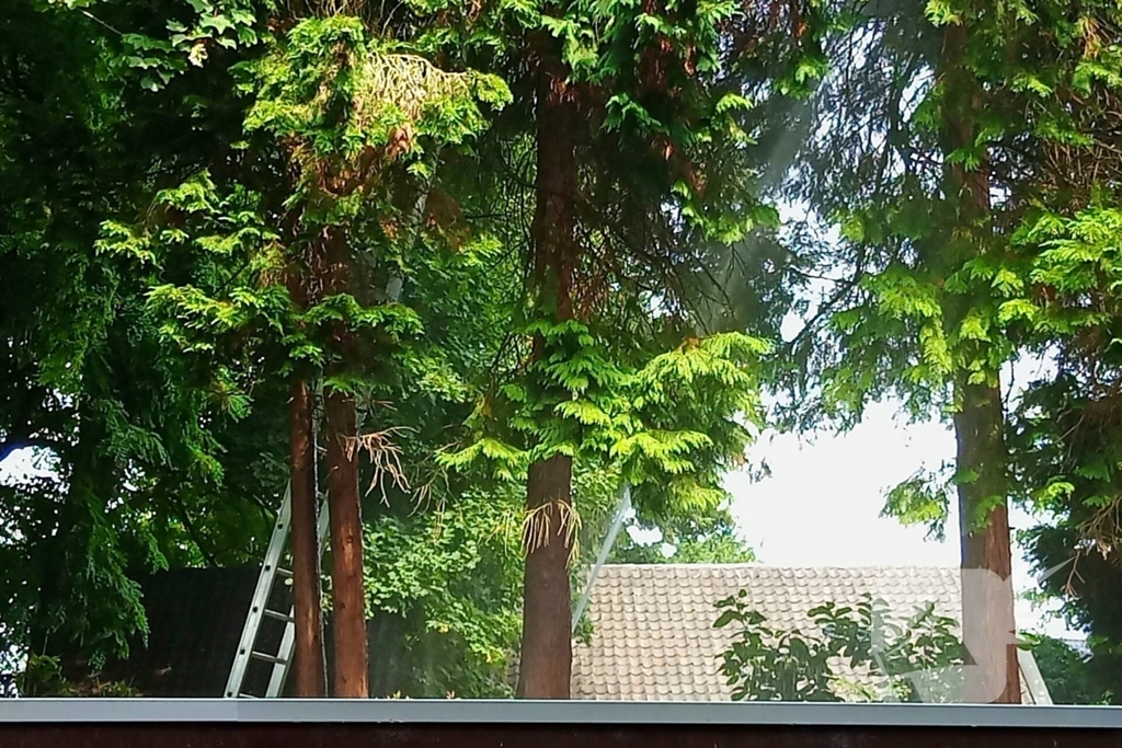 Brandweer meermaals ingezet voor kat in boom