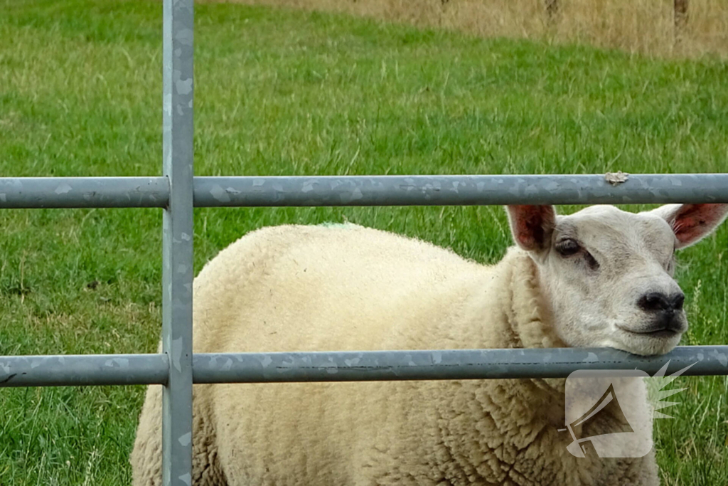 Stoomtrein veroorzaakt meerdere bermbrand in één week