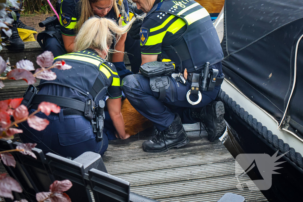 Hert gered uit de Rijn na sprongetje te water