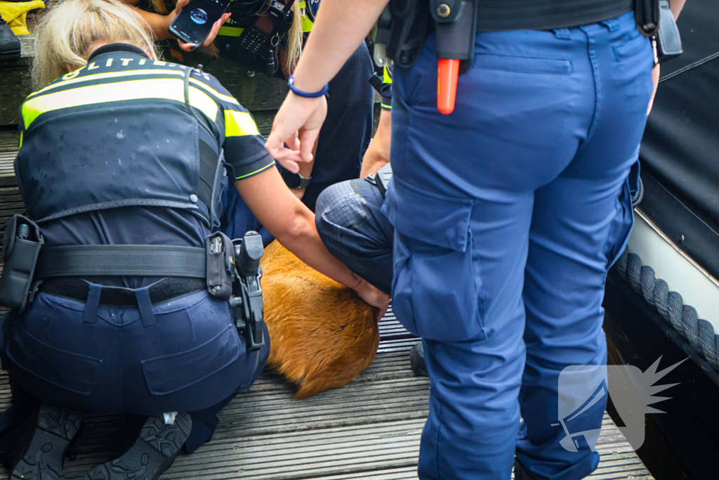 Hert gered uit de Rijn na sprongetje te water