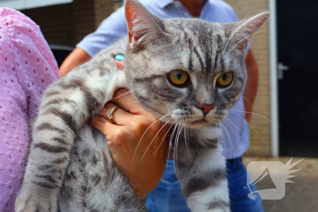 Brandweer redt kat Frenkie van dak