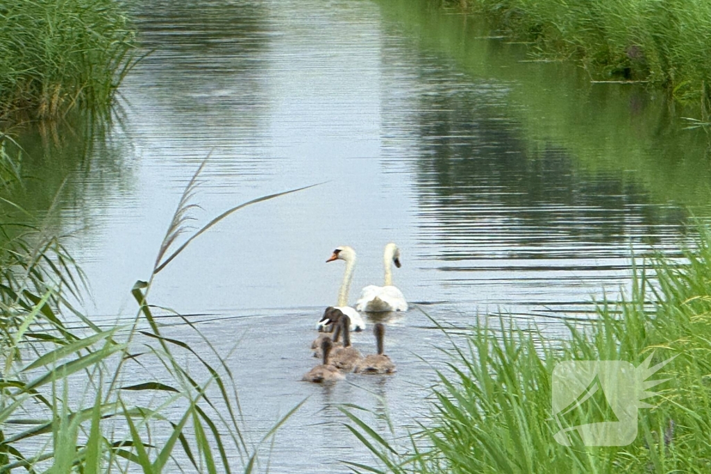 Jonge zwaan gered en herenigd met moeder