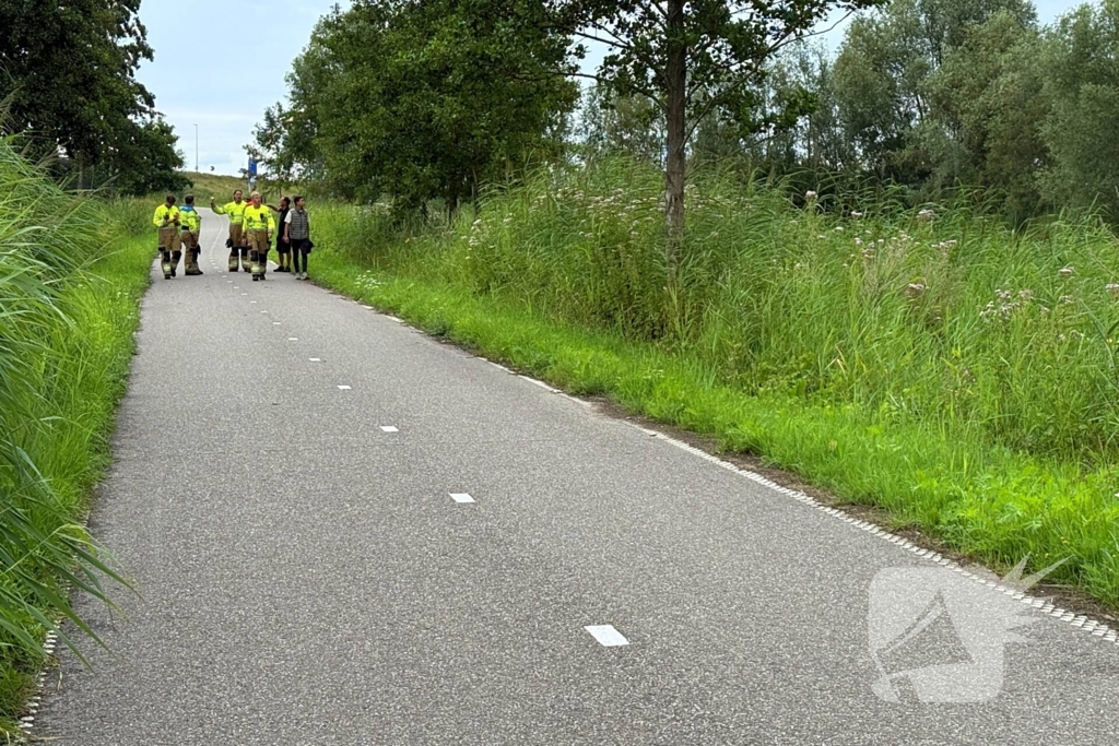 Jonge zwaan gered en herenigd met moeder