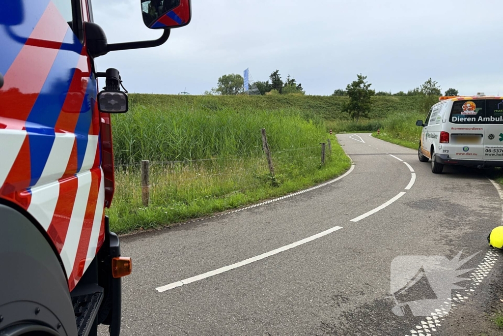 Jonge zwaan gered en herenigd met moeder