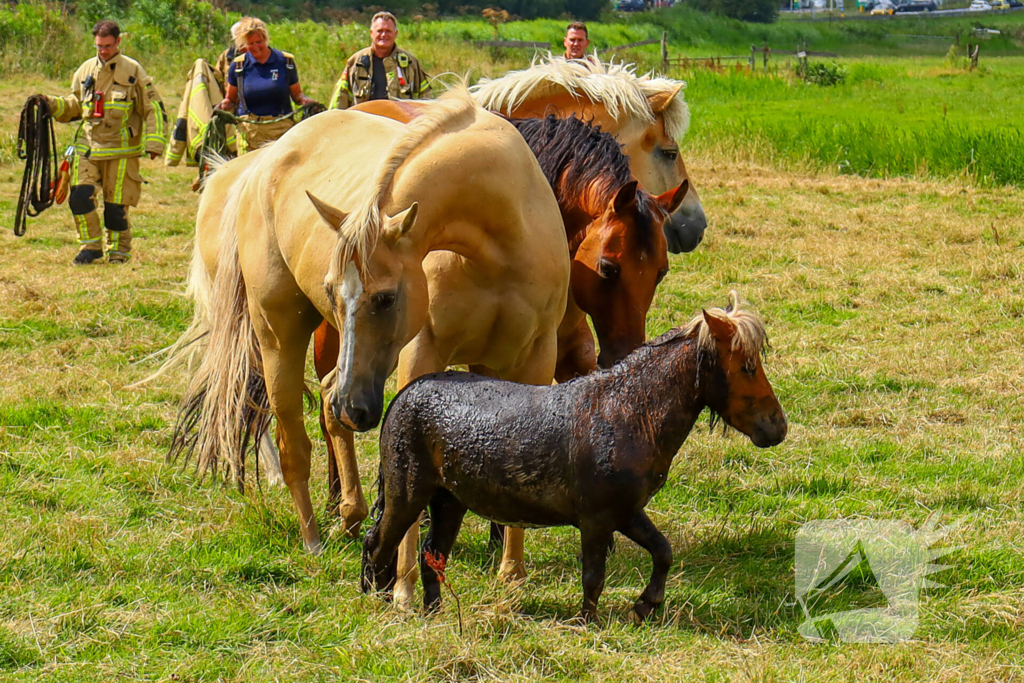 Brandweer redt pony uit moddersloot