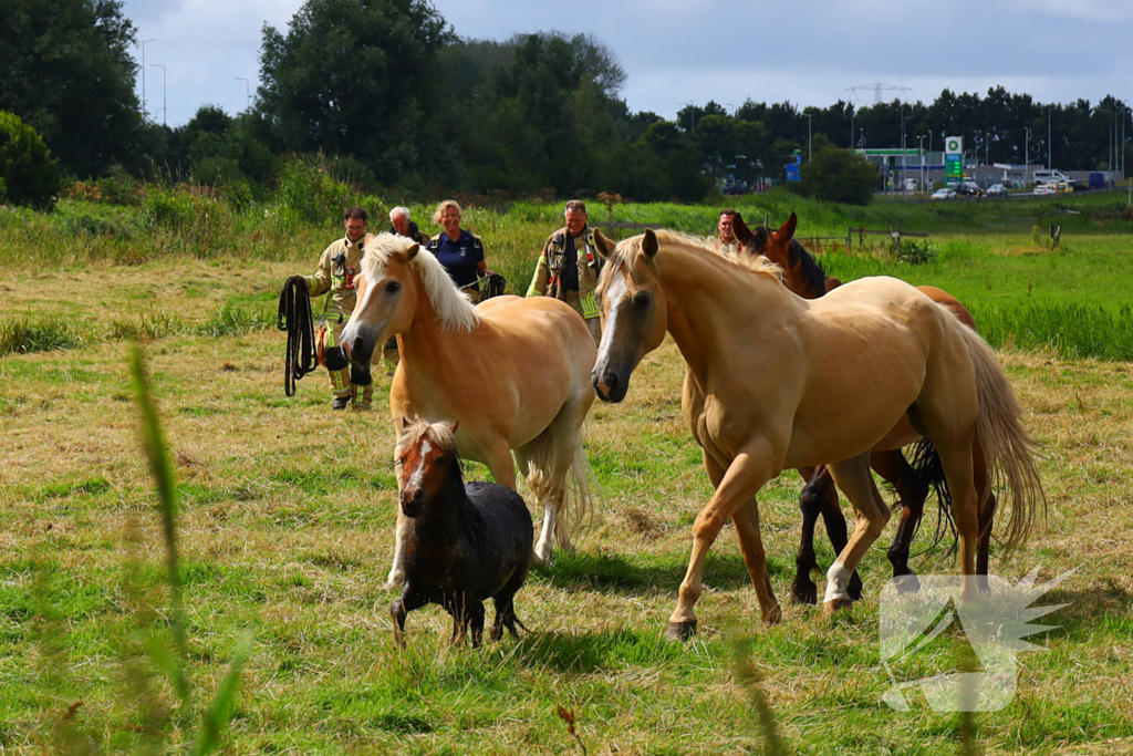 Brandweer redt pony uit moddersloot