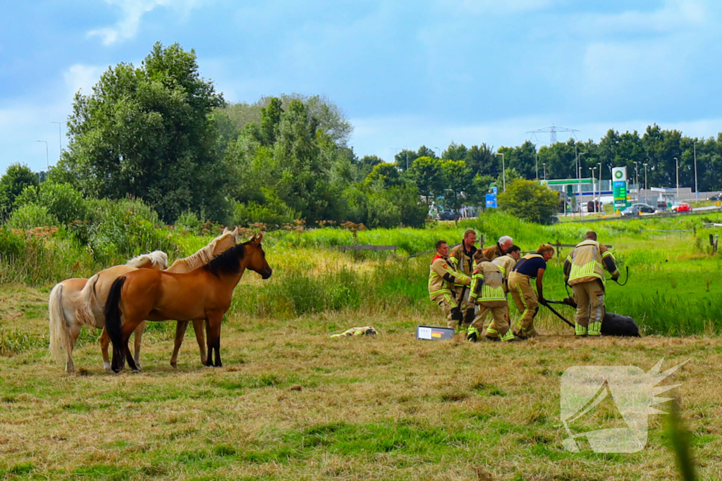 Brandweer redt pony uit moddersloot