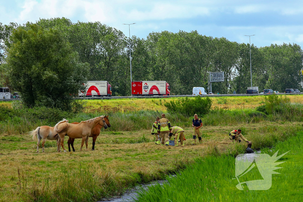 Brandweer redt pony uit moddersloot