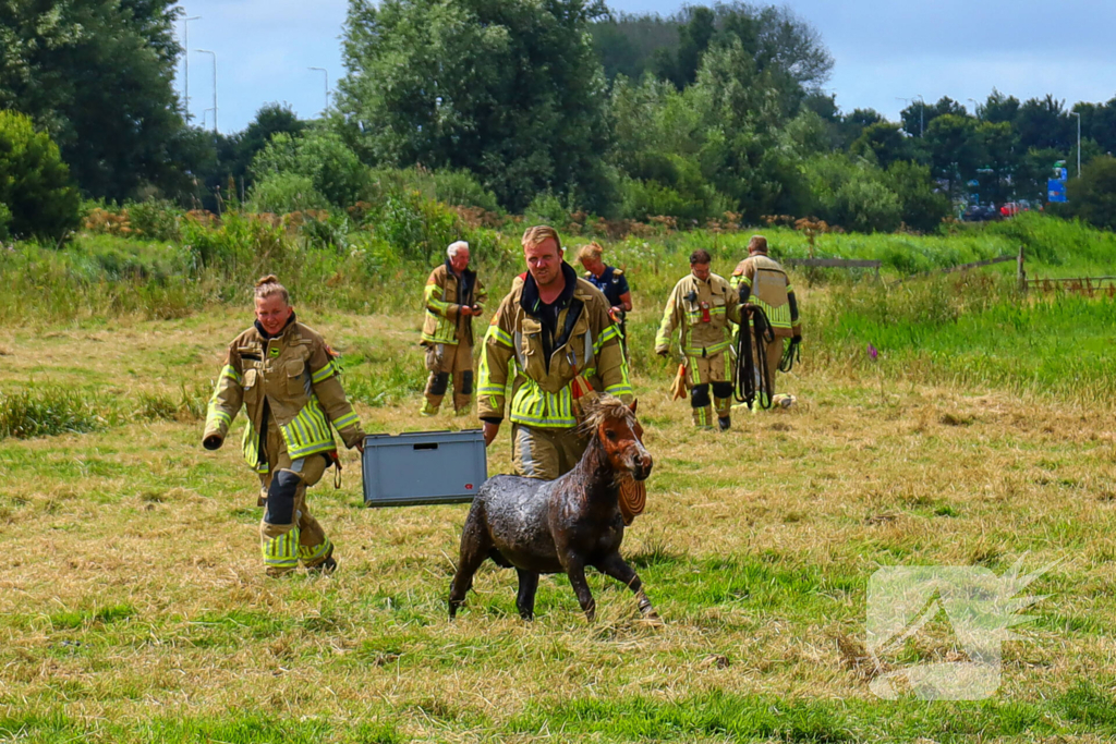 Brandweer redt pony uit moddersloot