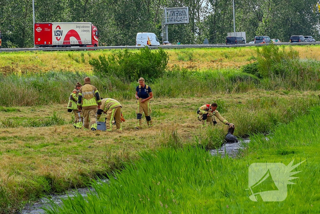 Brandweer redt pony uit moddersloot