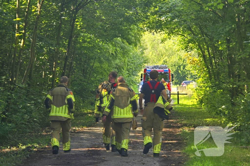 Koe ontsnapt en vast in wildrooster