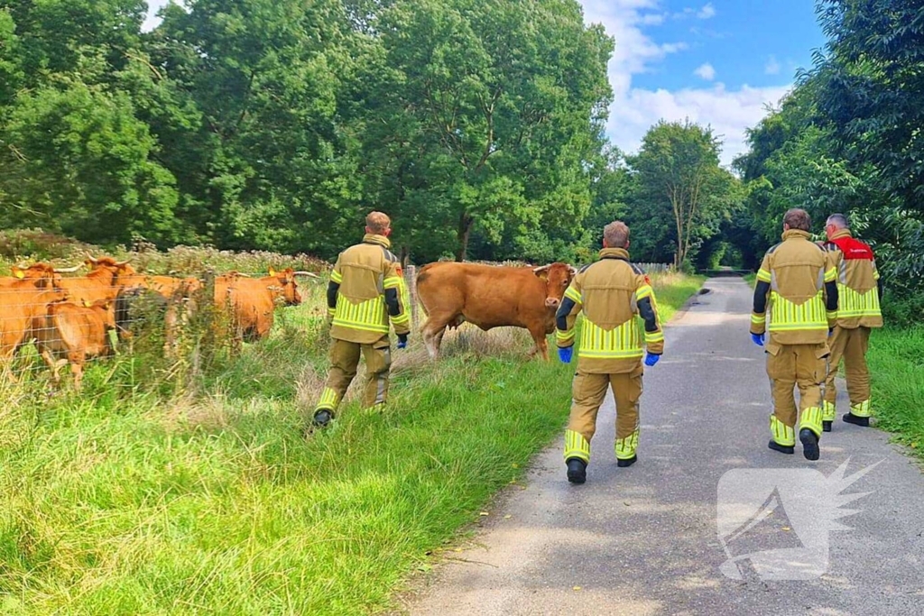 Koe ontsnapt en vast in wildrooster