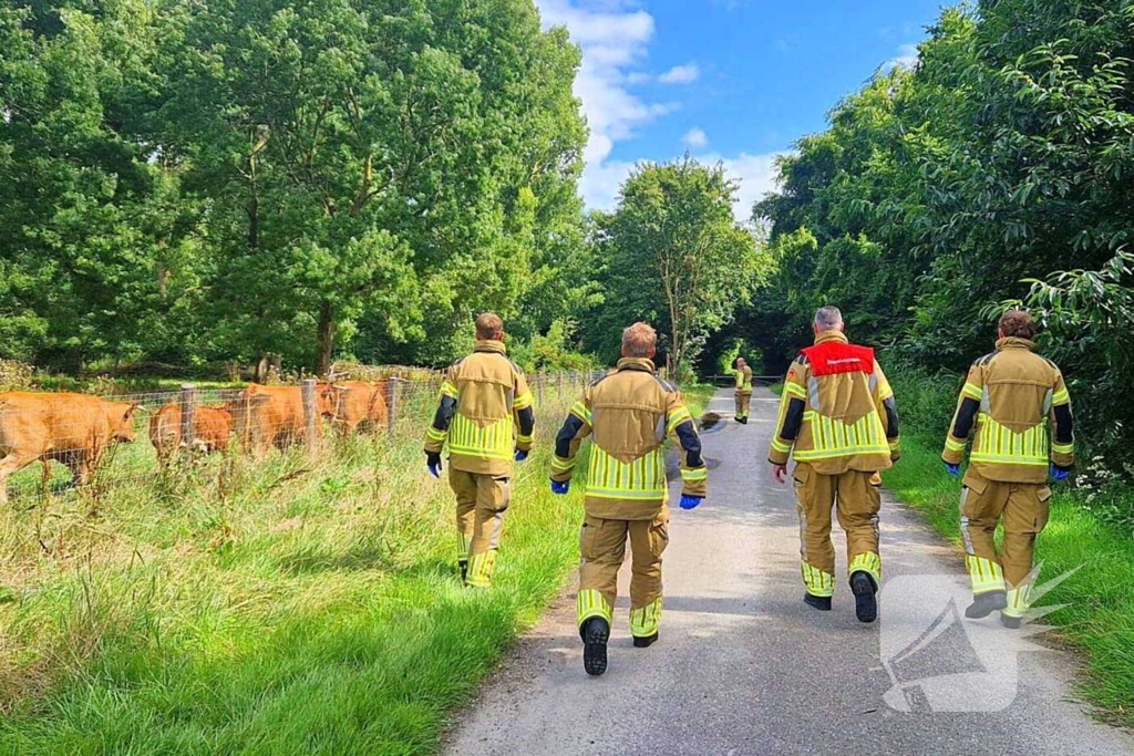 Koe ontsnapt en vast in wildrooster