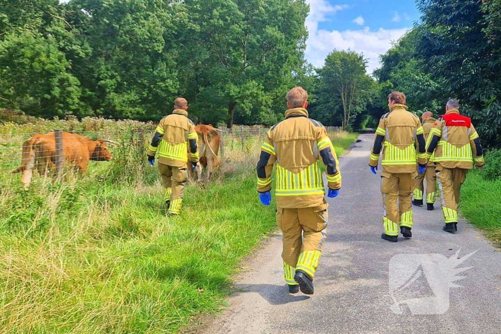 Koe ontsnapt en vast in wildrooster