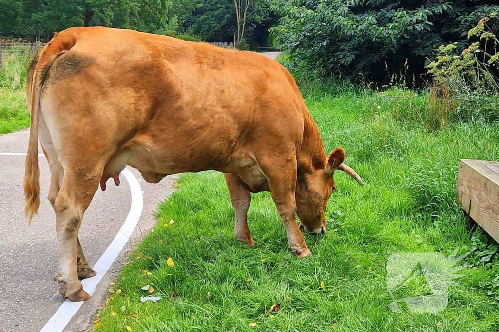 Koe ontsnapt en vast in wildrooster