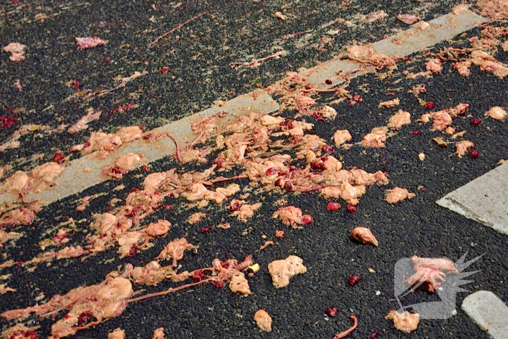 Motorrijder onderuit door veel slachtafval bij rotonde